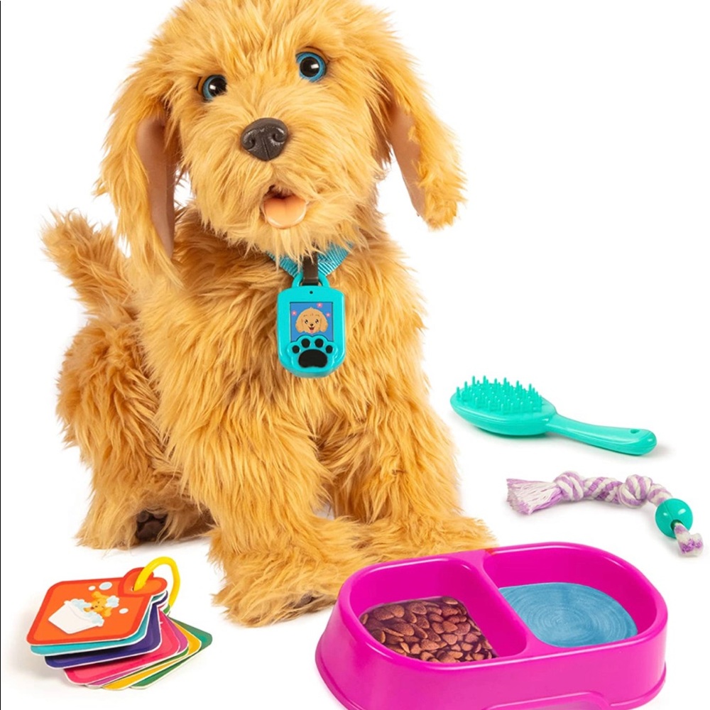 Moji the Lovable Labradoodle